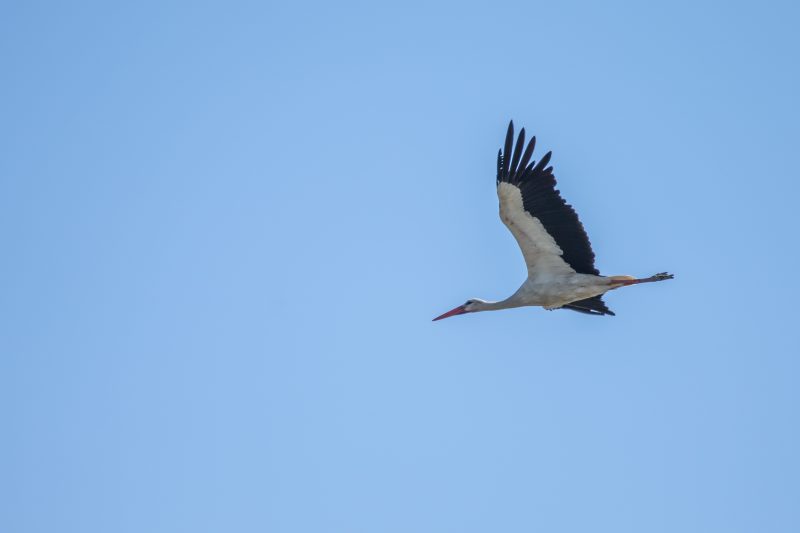 Cigogne blanche en vol